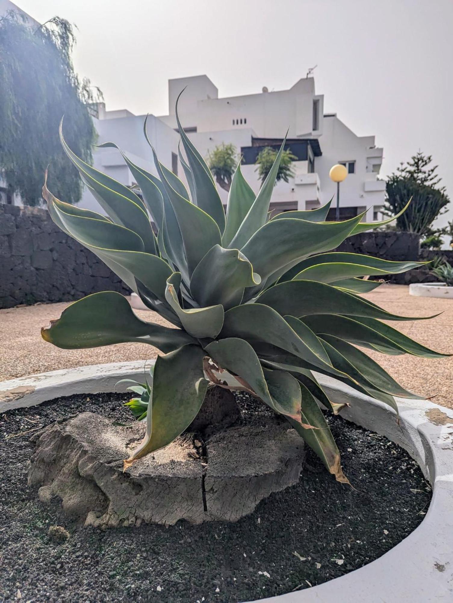 Charming Flat In Los Molinos With Terrace & Pools, Near Playa Bastian Costa Teguise Exteriör bild
