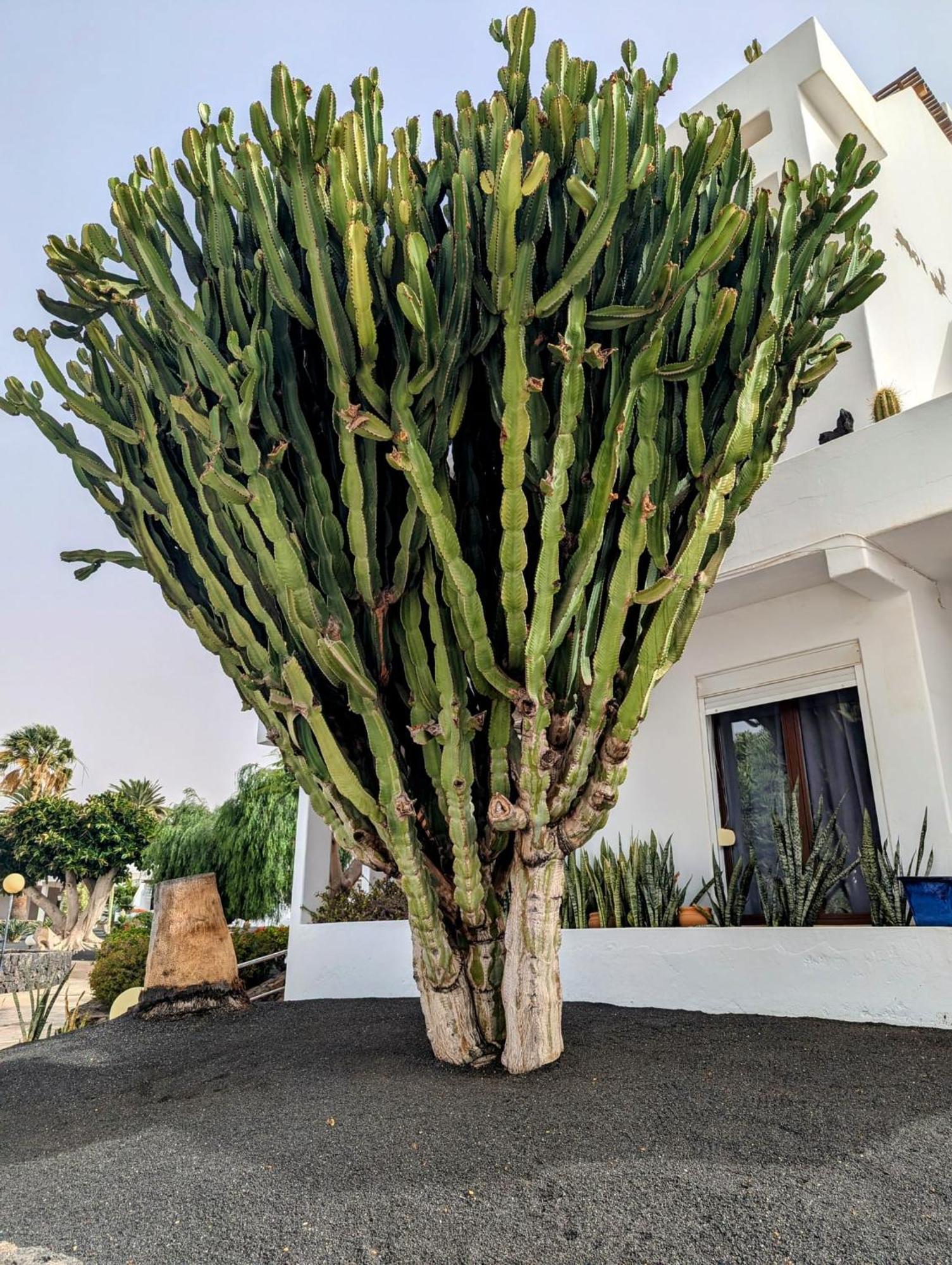 Charming Flat In Los Molinos With Terrace & Pools, Near Playa Bastian Costa Teguise Exteriör bild